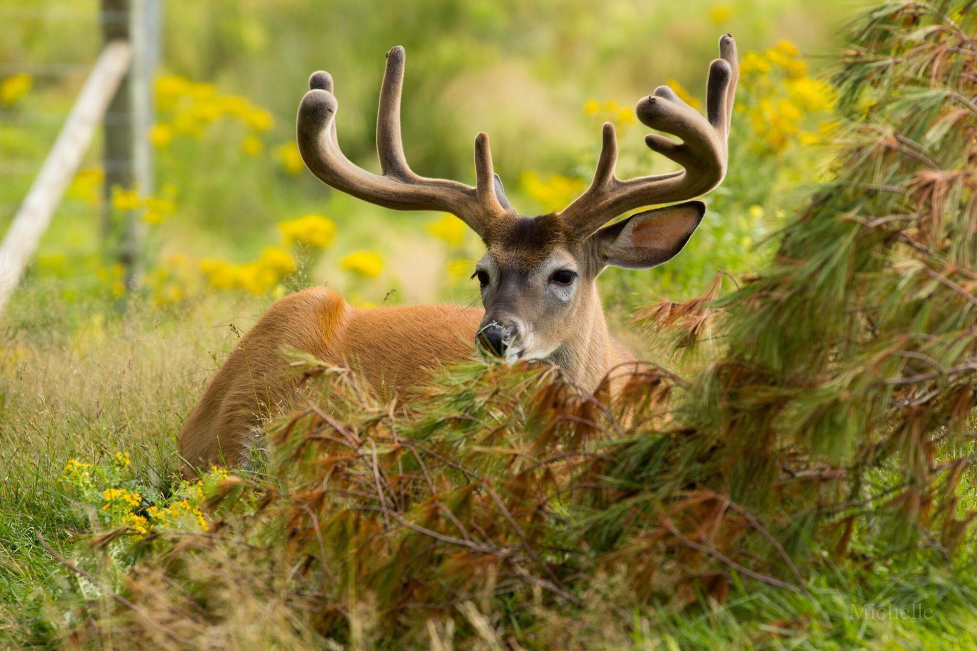 Animal Health & Nutrition - Deer & Wildlife