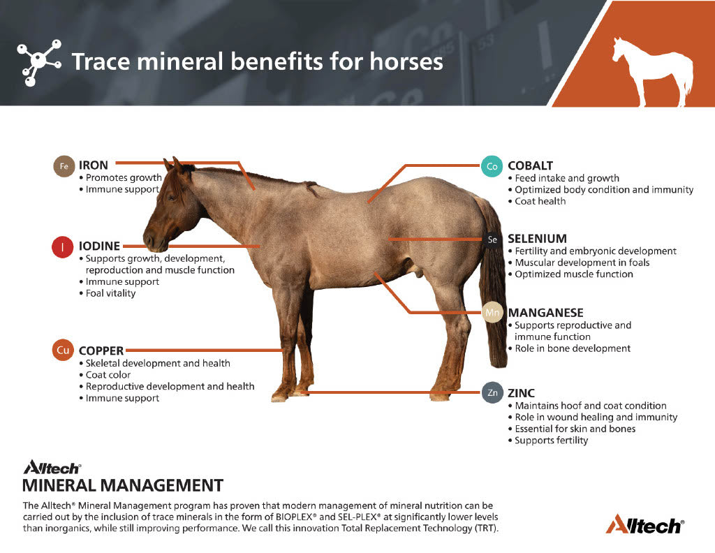 Hubbard® Horse Mineral