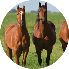 Animal Health & Nutrition - Horse