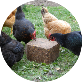 Animal Health & Nutrition - Chicken