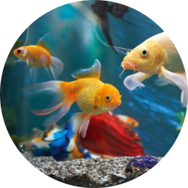 Animal Health & Nutrition - Fish & Aquaculture