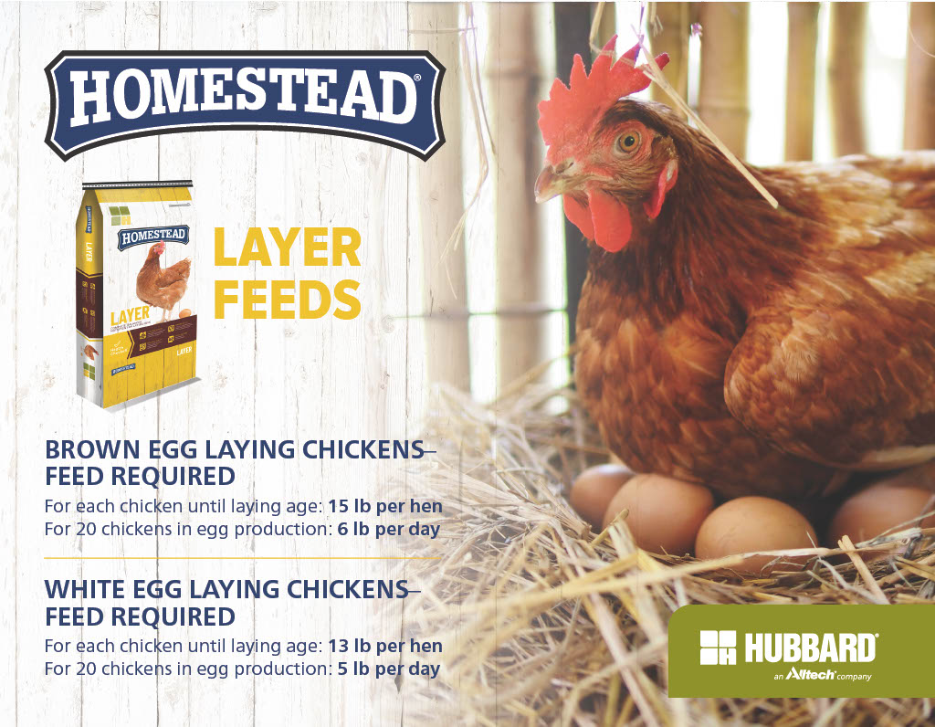 Homestead® Layer Chicken Feed NAB NAP