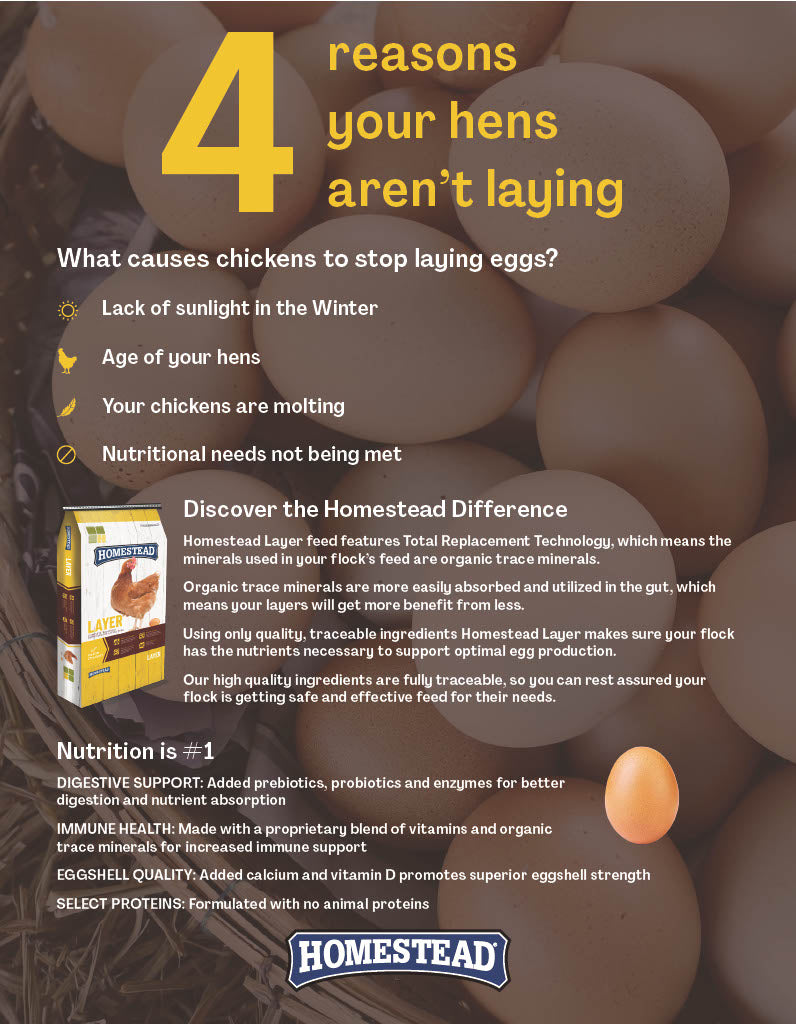 Homestead® Layer Chicken Feed NAB NAP