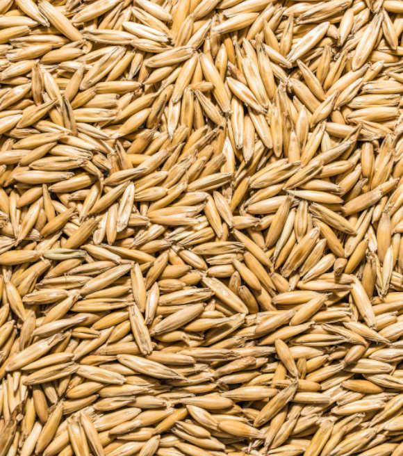 Terra Products - Whole Oats Animal Feed
