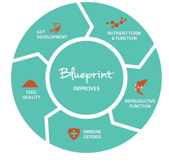 Alltech Blueprint® POND Fish Food SP-15 (44lbs)
